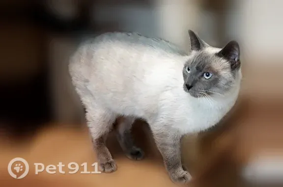 Lost cat, Gazania Drive, San Jose — shy neutered male with shaved fur - photo