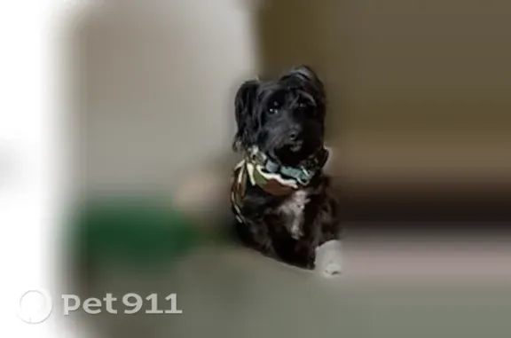 Lost dog, Brickell Square, 2699, Atlanta — male, about 14 lb - photo
