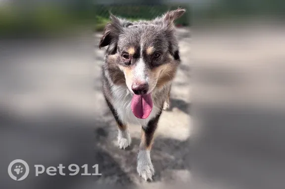 Found pets Dallas, photo: Found dog, female, Wilton Avenue, 3207, Dallas — brown merle Aussie
