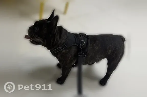 Lost dog, Avenida de la Plata, 634, Brownsville — male brindle French Bulldog - photo