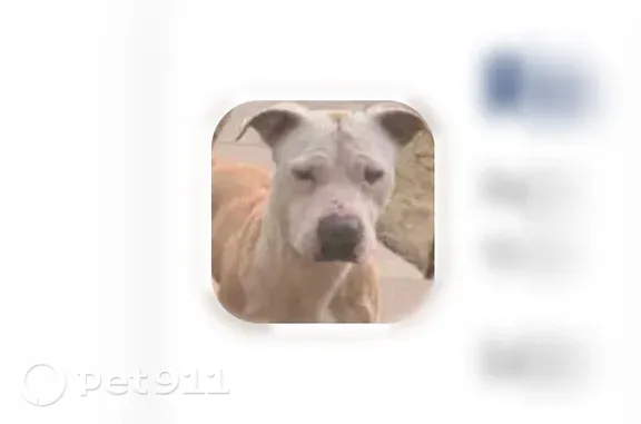 Lost female dog, South Prairie Avenue, Chicago — white head and black nose - photo