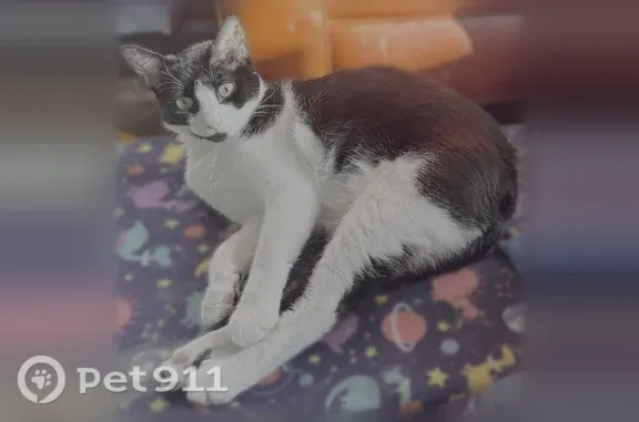 Missing cat College Station, photo: Lost cat, Sabine Court, College Station — male, black and white