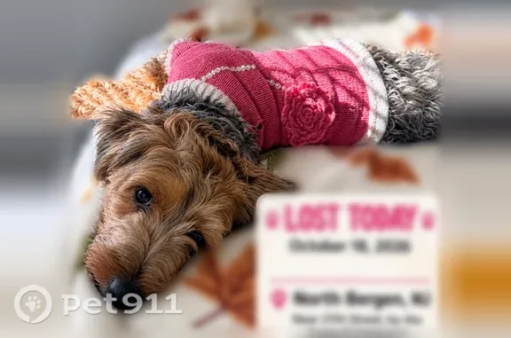 Lost Female Dog, Paterson Plank Road, 2810, North Bergen, Union City — Small and Affectionate - photo