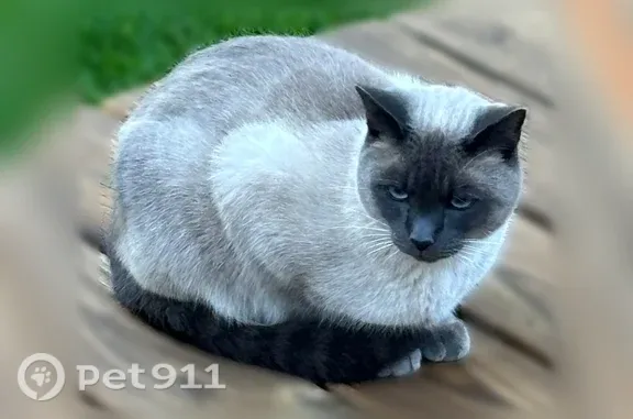 Found pets Barrington, photo: Found cat, West Taylor Road, 26432, Barrington — grey coat and blue eyes