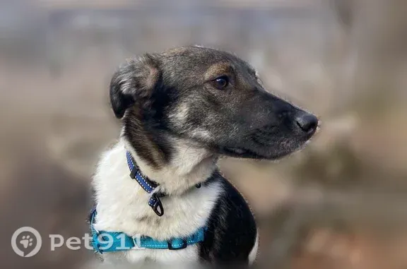 Missing dog Essex Junction, photo: Lost male dog, Corduroy Road, 7, Essex Junction — 37 pounds, brown head and speckled body