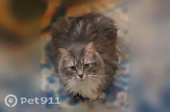 Lost cat, Jefferson Street Southeast, 2465, Albany — male with a bobbed tail - photo