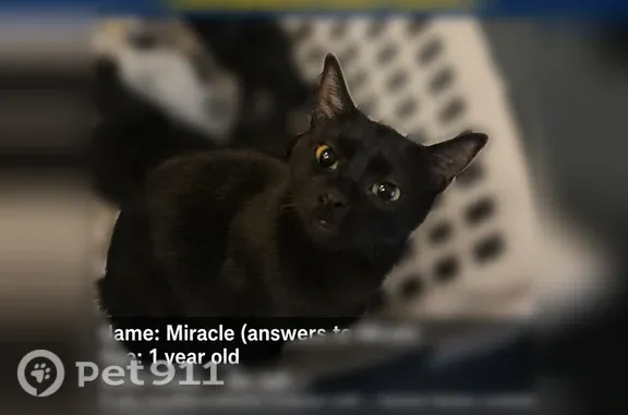 Lost cat, East 450 South, 69, Smithfield — black female born without a tail - photo