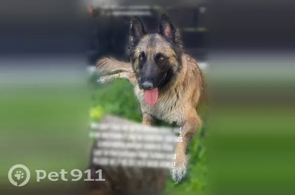 Lost dog, El Paso, Texas, Tempe — female with a black face and caramel coat - photo