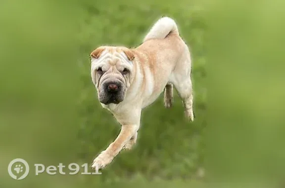 Lost dog, Tigner Drive, 7, Seale, Atlanta — male cream/tan Shar-Pei - photo