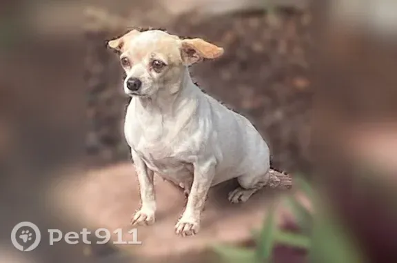 Found dog Haines City, photo: Found dog, Faith Avenue, 1953, Haines City — small, no collar
