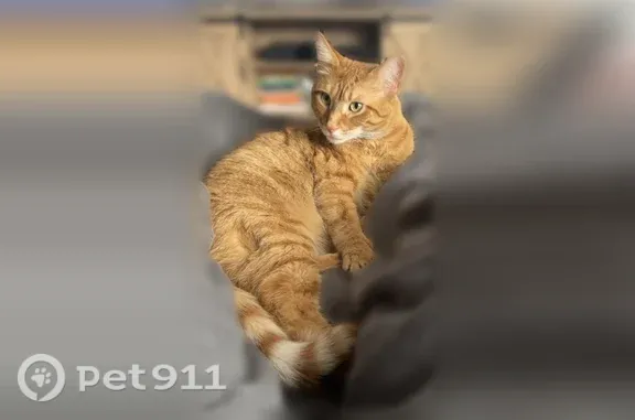 Lost cat, male, Woodmont Road, 3949, Toledo — orange with white on his chin - photo