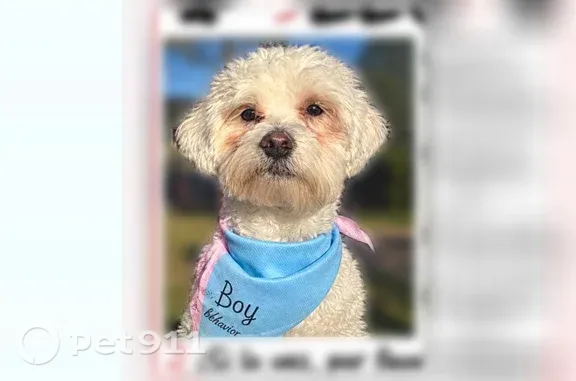 Lost dog, North Paddock Street, 22, Pontiac, Detroit - small white male with red tear stains - photo