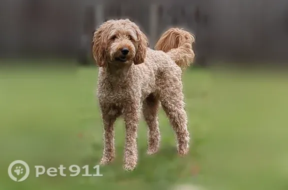 Lost female dog, Tarrington Avenue, 1331, Charlotte — golden doodle with salmon harness - photo
