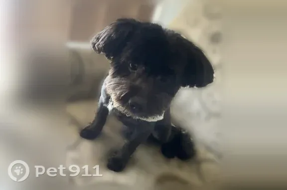 Lost dog, Stonehedge Drive, 136, Warner Robins, Alpharetta — 11-year-old black male - photo