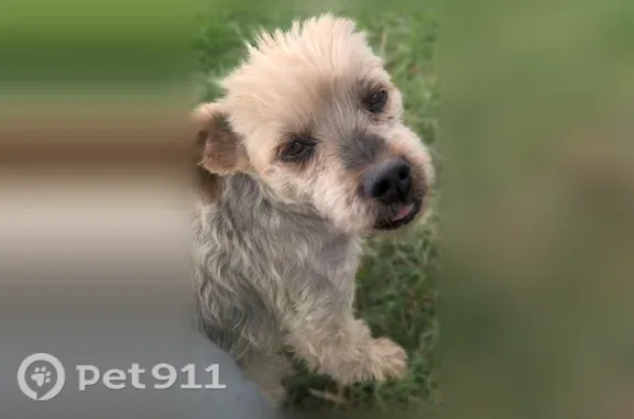 Lost dog, Ferron, Utah, West Jordan — male Yorkie with a short haircut - photo