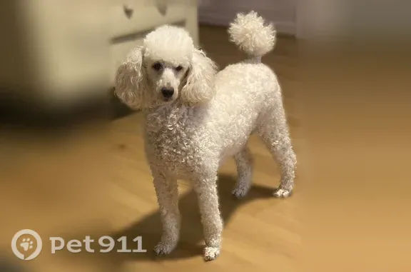 Lost dog, Drury Road, 40669, Sterling Heights, Sterling Heights — female cream miniature poodle - photo