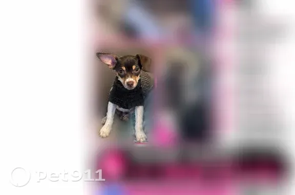 Lost Dog, Oakley Industrial Boulevard, 5500, Fairburn — female with brown eyes - photo