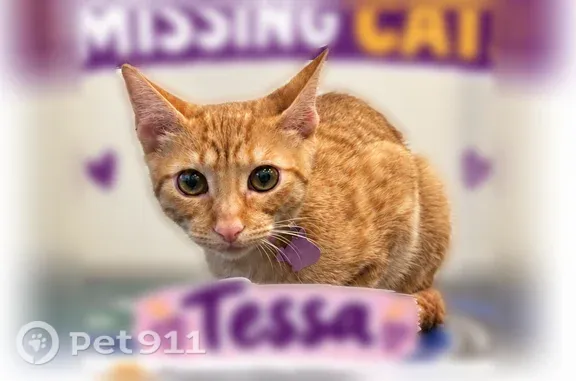 Lost cat, Sawleaf Circle, Texas, Cinco Ranch — female orange tabby - photo
