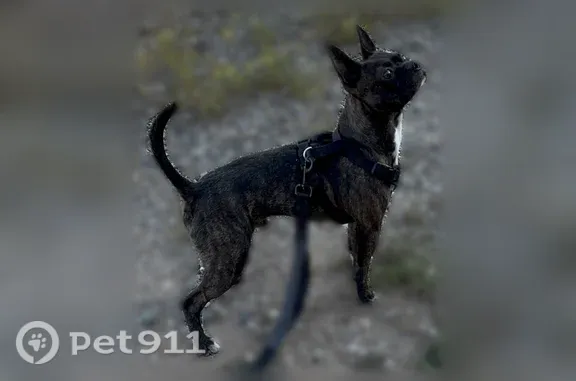 Lost dog, Stage Coach Road, New Mexico, Moriarty — friendly, active male - photo