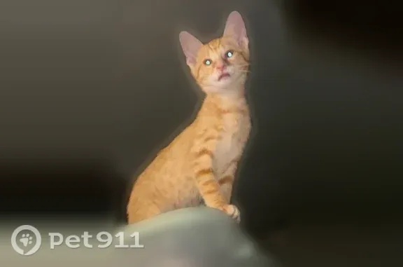Lost male cat, Rhodes Avenue, 207, Akron — squinty-eyed orange tabby - photo