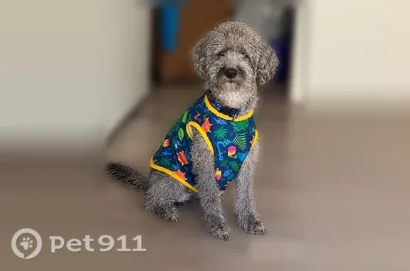 Missing dog Los Angeles, photo: Lost dog, West 1st Street, 100, Los Angeles — 6-year-old male with light brown eyes