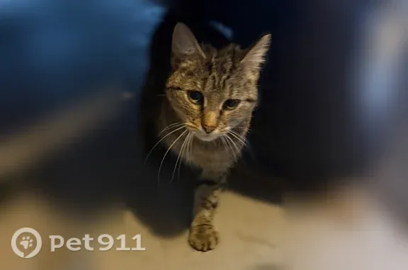 Found pets Jenison, photo: Found cat, Georgetown Charter Township, Michigan, Jenison — female with a bright pink collar