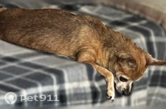Lost male dog, Lenox Avenue, 5531, Jacksonville — older with a brown coat - photo