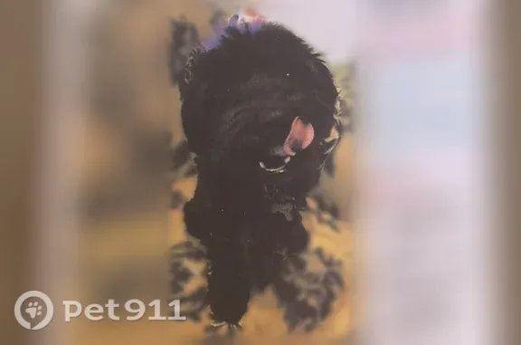 Lost dog, Stonehedge Drive, 136, Warner Robins — small black male, 11 years old - photo