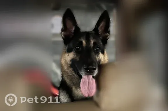 Lost dog, Houston — Ranger missing since yesterday - photo