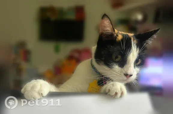 Lost pets Grand Prairie, photo: Lost cat, Tuskegee Street, 734, Grand Prairie — blue Garfield collar, friendly and outgoing