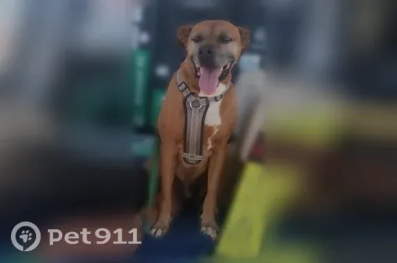 Lost dog, male, Bailey Road, 59011, Anza — named Rex with scars on his back - photo