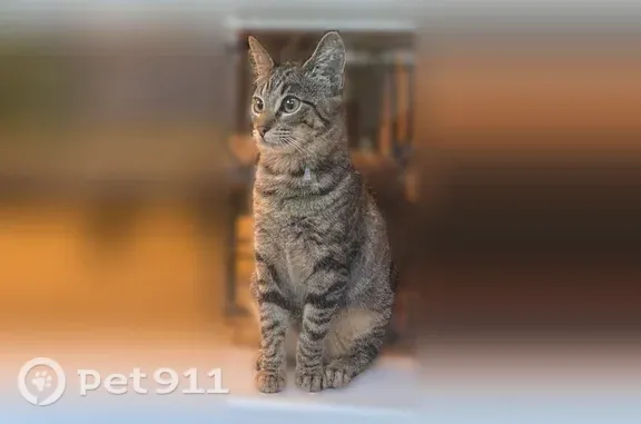 Lost female cat, Misty Harbor Circle, League City, Houston — black-gray striped tabby - photo