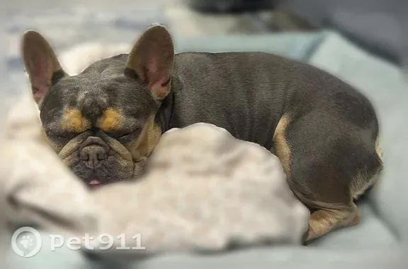 Missing dog Carson City, photo: Lost female dog, Jett Way, 1488, Carson City — tan and gray French Bulldog