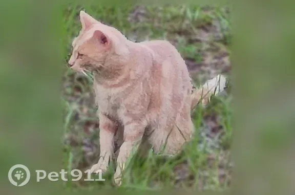 Lost cat, Heatherbrook Place, Florida, St. Marys — sweet orange tabby female - photo