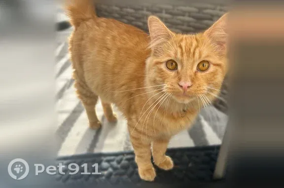 Found pets Little Canada, photo: Found cat, female, Labore Road, 456, Little Canada — orange tabby with pinkish-red collar
