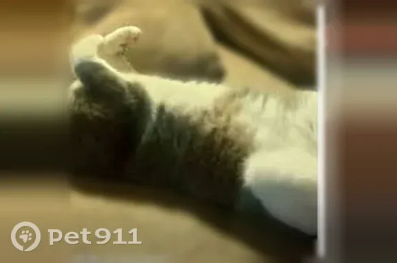 Lost cat, Roberson Drive, Mocksville — male, gray and white with a white front leg - photo