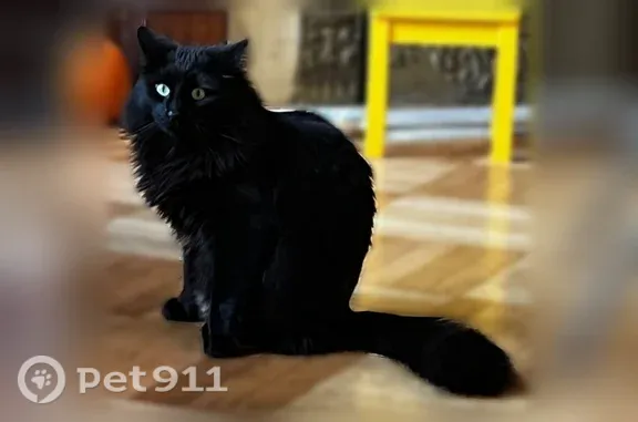 Lost cat, Rutland Road, 176, New York, Brooklyn — female with long black-brown hair - photo