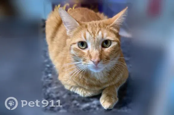 Lost cat, South Larkvane Road, 1835, Rowland Heights — male orange tabby, Mr O - photo