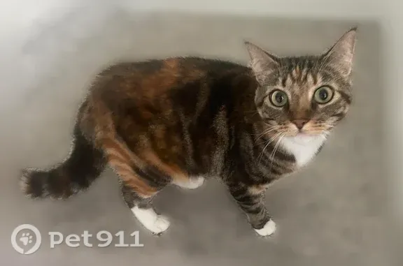Lost female cat, Kenwood Drive, Princeton, McKinney — orange-shaded tabby - photo