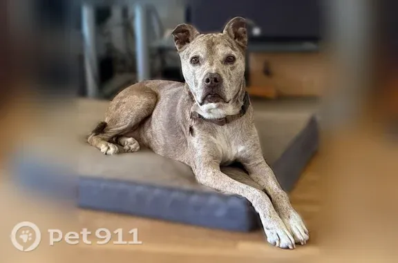 Lost dog, Ludlow Street, 16101, Los Angeles — 60 lb pit bull mix - photo