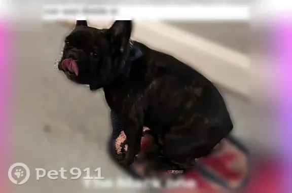 Lost Dog, Edison Highway, 1600, Baltimore — male black brindle Frenchie - photo
