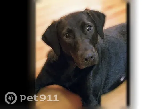 Lost dog, Park West Drive, 348, St. Peters — female, black - photo