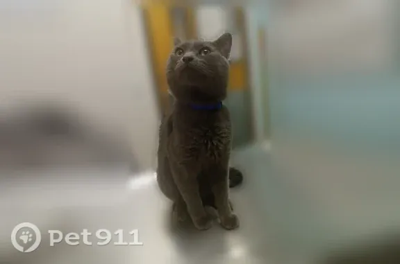 Lost cat, Highland Avenue, 631, Kansas City — male, grey - photo