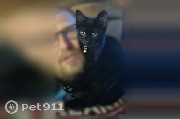 Lost male cat, West Lee Highway, 106, Chilhowie — black with a white spot on his belly - photo