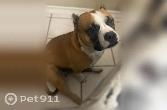 Lost dog, Dawson Drive, 655, Duncanville — white face and black around the eyes - photo