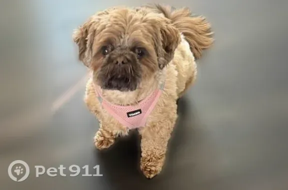 Lost dog, State Route N, 7907, Dardenne Prairie — female with bright pink harness - photo