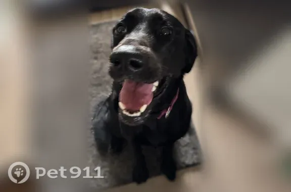 Found pets Houston, photo: Found male dog, Kinglet Drive, Conroe, Houston — black coat, basic commands