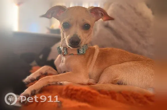 Lost dog, North 14th Street, 812, San Jose — male, answers to Peanut - photo