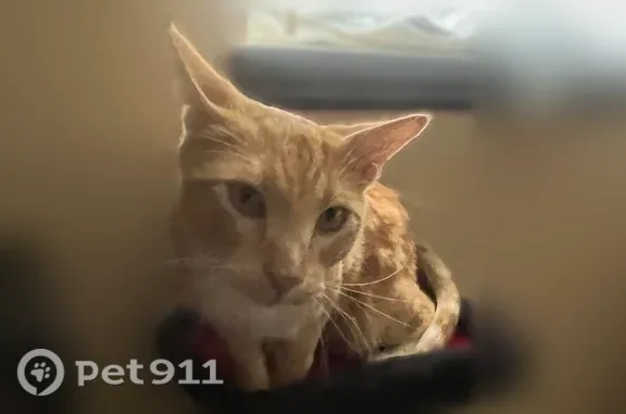 Lost male cat, North 2575 West, 1366, Layton — friendly with green eyes - photo