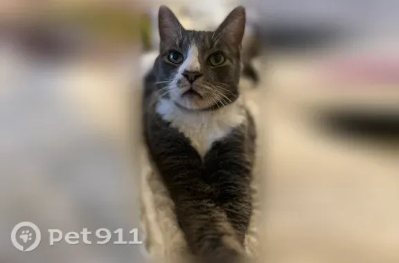 Lost cat, male, Bally Shannon Way, 273, Holly Springs, Apex — grey and white with white paws and a faint mustache - photo